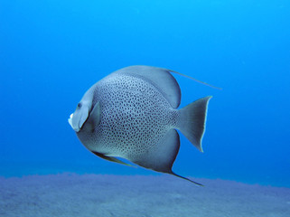 Grey Angel fish