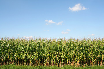 Corn field