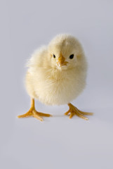 Fototapeta premium chicken