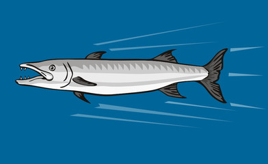 Barracuda