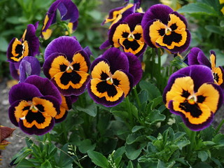 fleur de printemps © Zimon