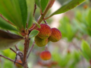 fruit