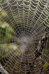 cobweb