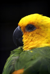 yellow headed conure