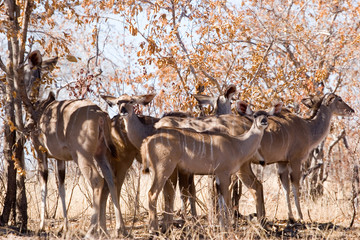kudu in the kruger park