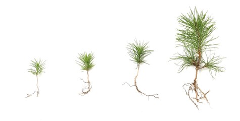 Growing pine tree