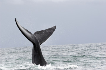 walvis in Zuid-Afrika