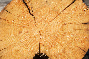 texture of wood log cut