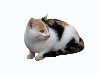 Katze