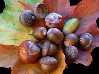 Autumnal still life