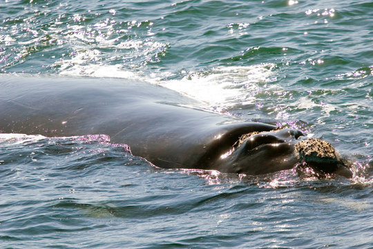 Whale In Hermanus