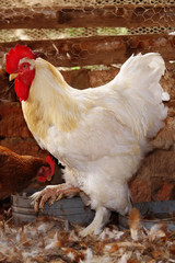 Gallo en gallinero