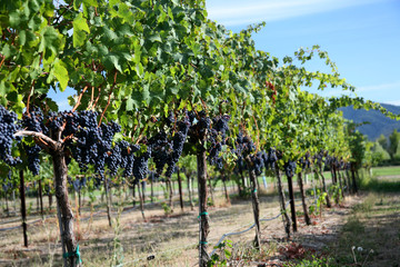 Fototapeta na wymiar Merlot Grapes in Vineyard