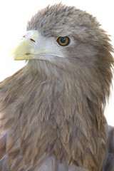 White Tailed Eagle