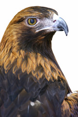 Golden Eagle