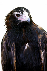 Wedge Tailed Eagle