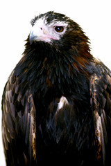 Wedge Tailed Eagle