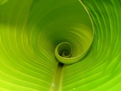 macro