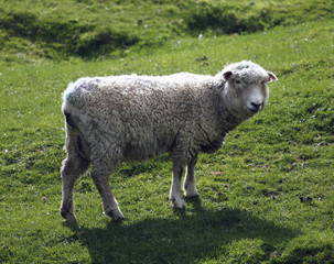 Fototapeta premium sheep on fresh green meadow