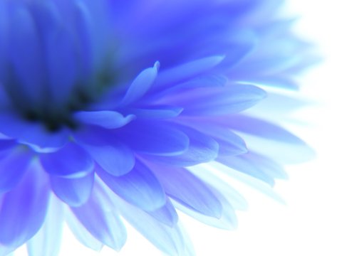 Fototapeta Blue flower