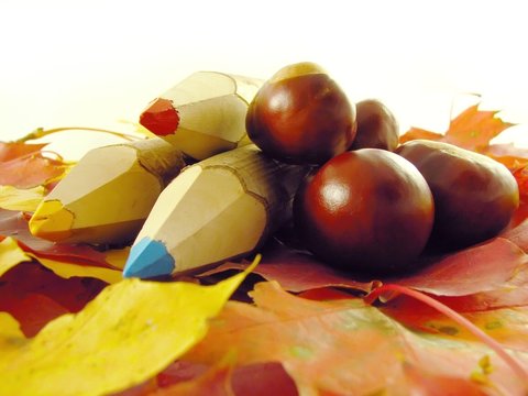 chestnuts and color pencils