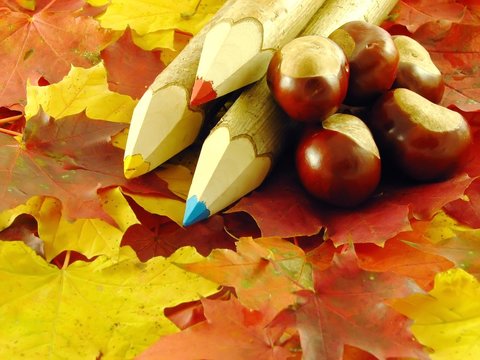 chestnuts and color pencils