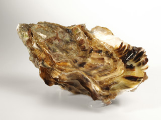 Auster / Farbverlauf