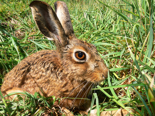 A curious young brown hare