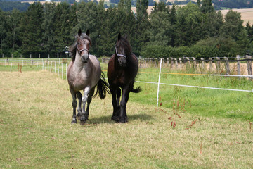 Pferde-Duo