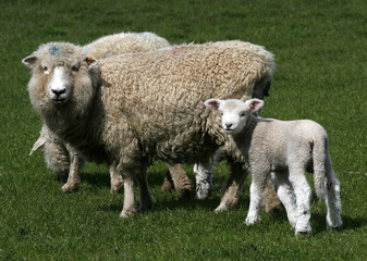 sheep on fresh green meadow