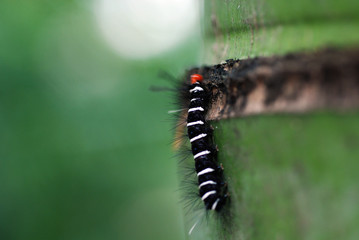 black & white itchyworm