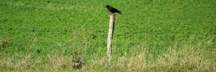 corbeau des champs