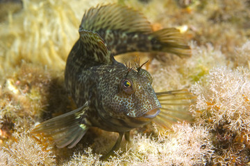 pesce mediterraneo
