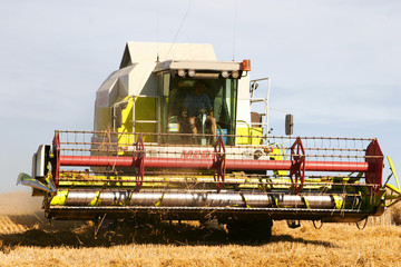 Fototapeta premium season of the harvests