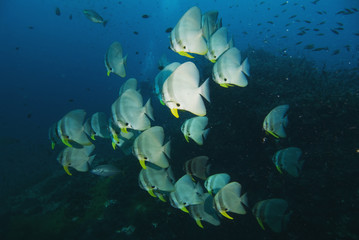 Fototapeta na wymiar Teira batfish