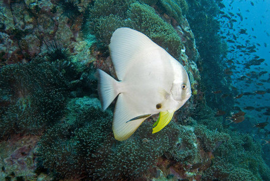 Solitary Batfish