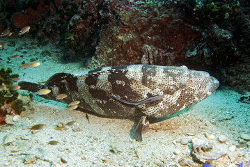 Thailand underwater 