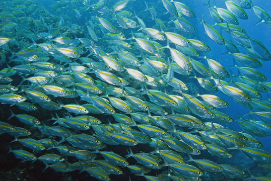 Yellowstrip Scad, Koh Tao, Thailand