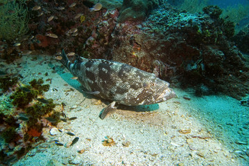 Potato grouper