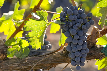 backlit grapes
