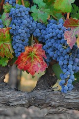 Napa vineyard close-up