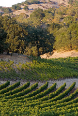 Napa light and shadow