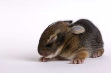 Week Old Rabbit