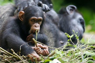 Chimpanzee