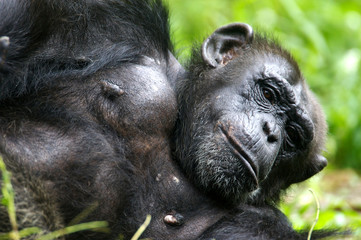 Obraz premium Chimpanzee