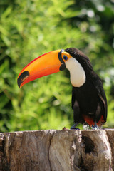 beautiful toucan, sitting on a tree