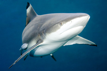Naklejka premium Blacktip Reef Shark