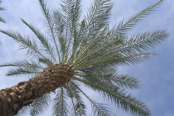 Palm Tree