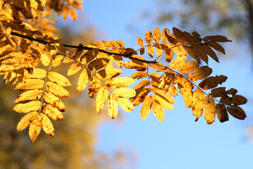 Yellow leaves of a mountain ash