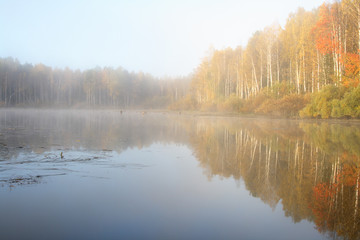 Autumn wood in a fog